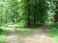 В Херсонской области устали ждать желающих построить дорогу в лесу