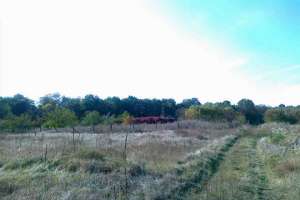 С легкой руки Януковича крымчанам перепал лес под Киевом