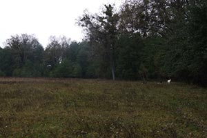 Киевская область чуть не потеряла еще 5 га леса