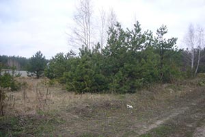 Из-за нелюбопытных прокуроров под Киевом чуть не застроили лес