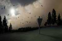 Архитекторы озаботились жильем для птиц