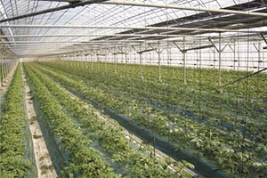 Под Львовом возобновили строительство теплиц