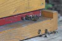 Города не справляются с бумом пчеловодства