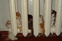 Киевлян готовы оставить без отопления