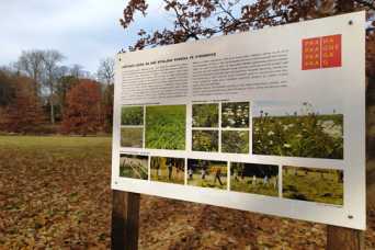 Для озеленения Киева будут использовать опыт Праги