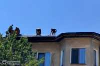 Днiпро замiнить покрiвлю у 300 будинках