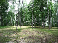 Суд отдал 5 га деревьев на усмотрение металлургов