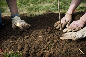 В Киеве стало на 1735 деревьев больше