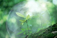 Прокуратура штрафует за уничтожение деревьев