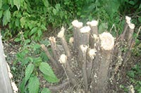 С застройщика на Подоле взыскали 700 тыс. грн. за деревья