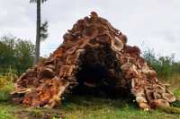 Архитекторы создали съедобную хижину