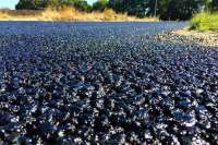 Импорт дорожного битума вырос