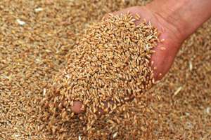 Одним из нарушителей градзаконодательства оказалась зерновая компания