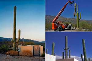 Архитекторы создали фальшивые деревья-вышки сотовой связи. Фото