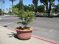 В Киеве города Украины обменялись опытом по благоустройству