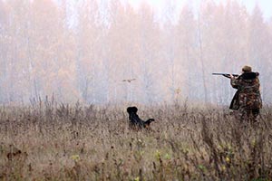 У прокуратуры не приняли иск о возвращении Киевской области лесных земель