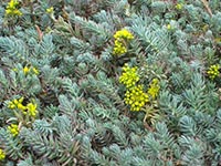 Столица представит Шевченко в цветах