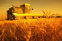 Землю для доступного жилья отдали под сельское хозяйство