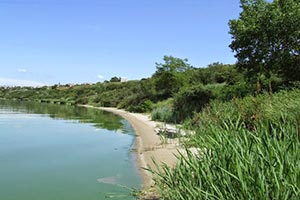 Под Николаевом участок леса незаконно отдали для берегоукрепления