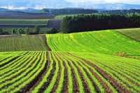 Покупка земли до войны была выгоднее аренды