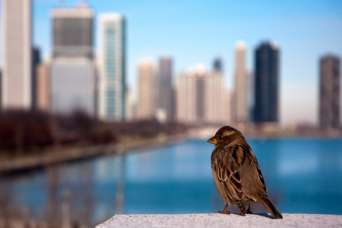 Небоскребы убивают миллионы птиц
