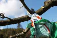 Львiвськi дерева обрiзатимуть за європейськими стандартами