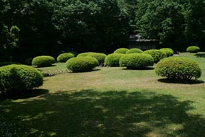 Мариуполю заказали деревья, кусты и траву на 1,7 млн. грн.