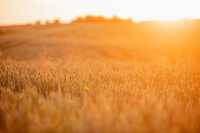 Как в условиях войны в Украине выживают животные