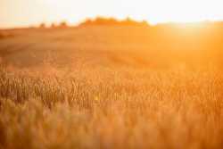 Как в условиях войны в Украине выживают животные