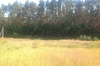 Крестьянам не дали 20 га леса под Киевом