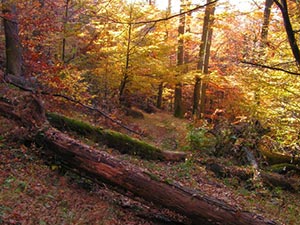 Во Львовской области хотели застроить заповедник