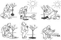 Как сажать деревья в автоматическом режиме. Видео