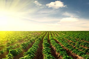 Под Киевом на сельхозземлях хотели построить жилье