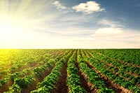 Под Киевом на сельхозземлях хотели построить жилье