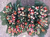 Накануне зимы в Киеве готовятся к цветущей весне