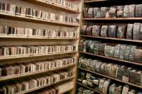 Создана база данных наименее известных видов древесины