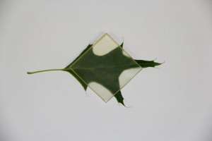 Создано модифицированное прозрачное дерево для изготовления солнечных батарей