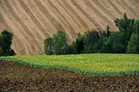 Законопроект по мини-земельной реформе приняли в первом чтении