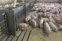 Свиноферму под Херсоном оштрафовали за нарушение градзаконодательства