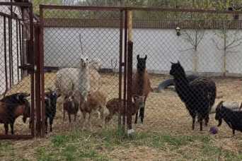 Вышел фильм о людях, спасающих животных во время войны