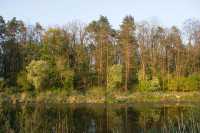 У Киева пытаются забрать лес