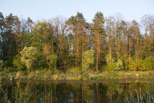 У Киева пытаются забрать лес