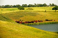 У фермеров под Киевом забрали 70 га земли