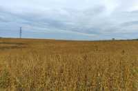 Пiд Львовом виявили велике розкрадання землi