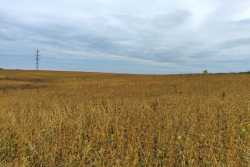 Пiд Львовом виявили велике розкрадання землi