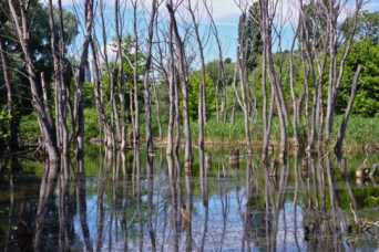 Попри вiйну Київ збiльшив кiлькiсть об&#039;єктiв природно-заповiдного фонду