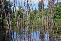 Попри вiйну Київ збiльшив кiлькiсть об'єктiв природно-заповiдного фонду