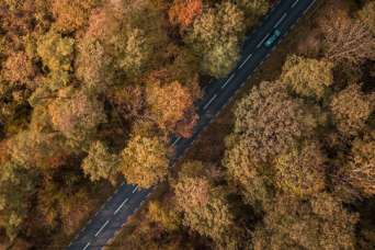 Для спасения от жары дороги заменят зеленью