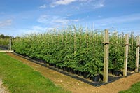 В Полтаве объявился крупный поставщик зелени для коммунальщиков