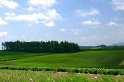 Иностранцам продадут землю в обмен на налоги